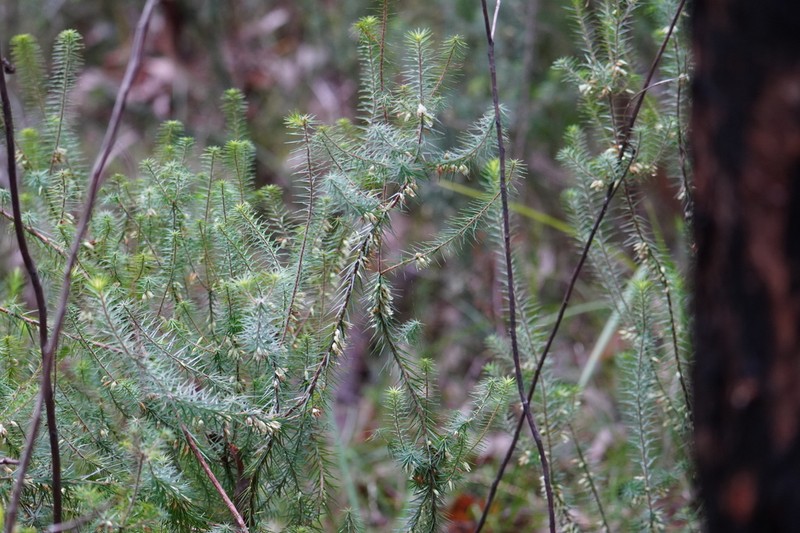 Melichrus gibberagee photo 5