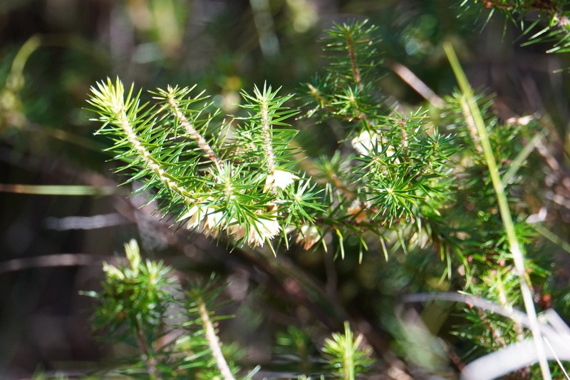 Melichrus gibberagee photo 6