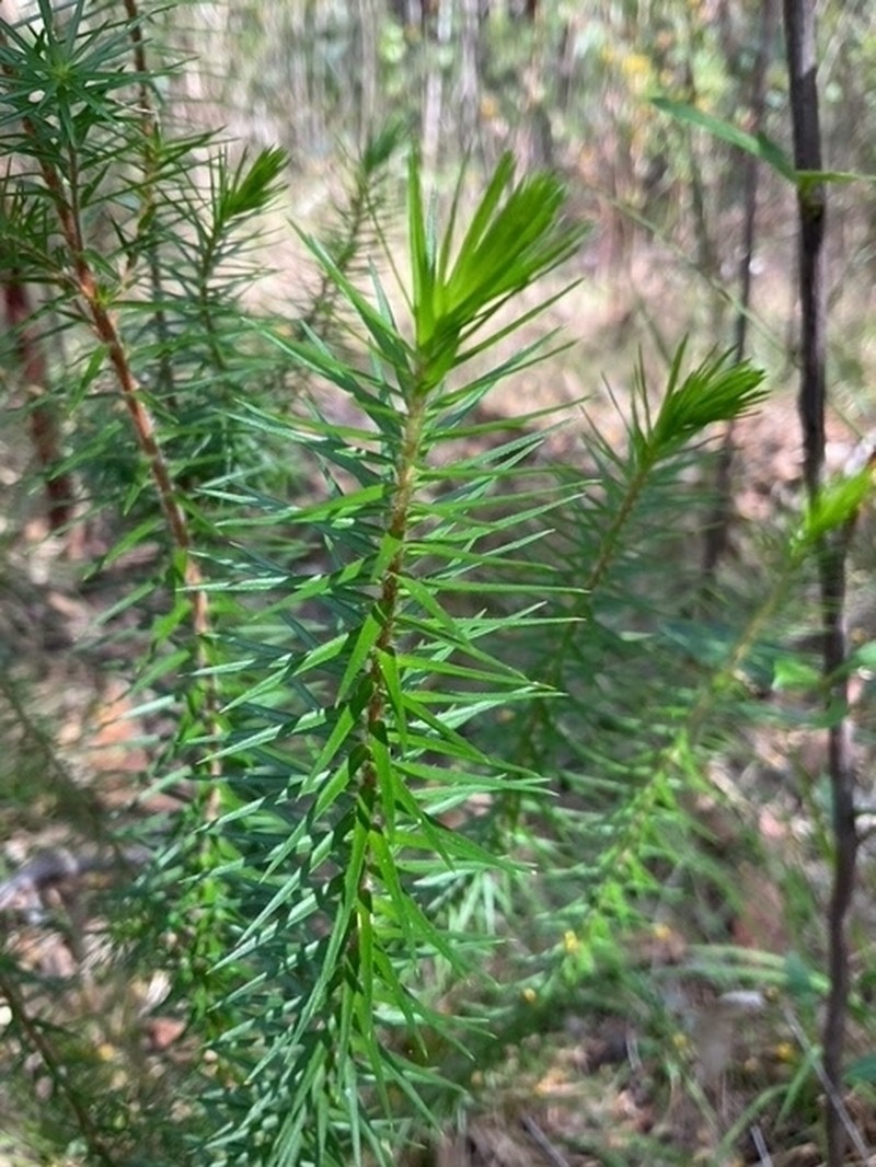 Melichrus gibberagee photo 7