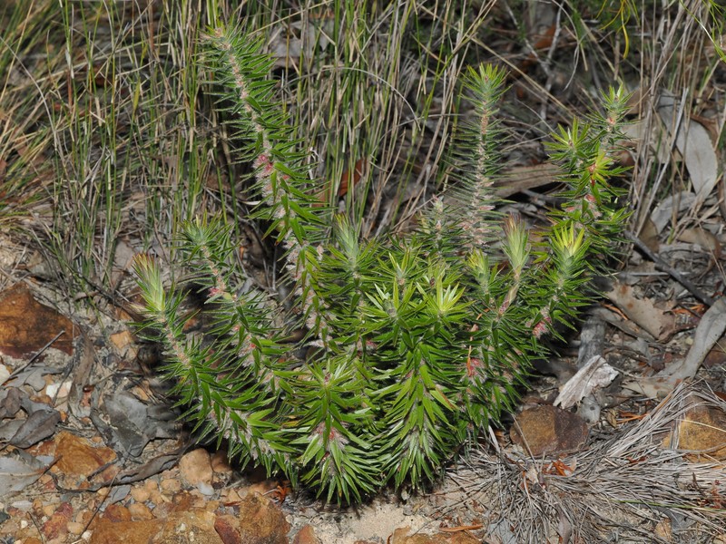 Melichrus hirsutus