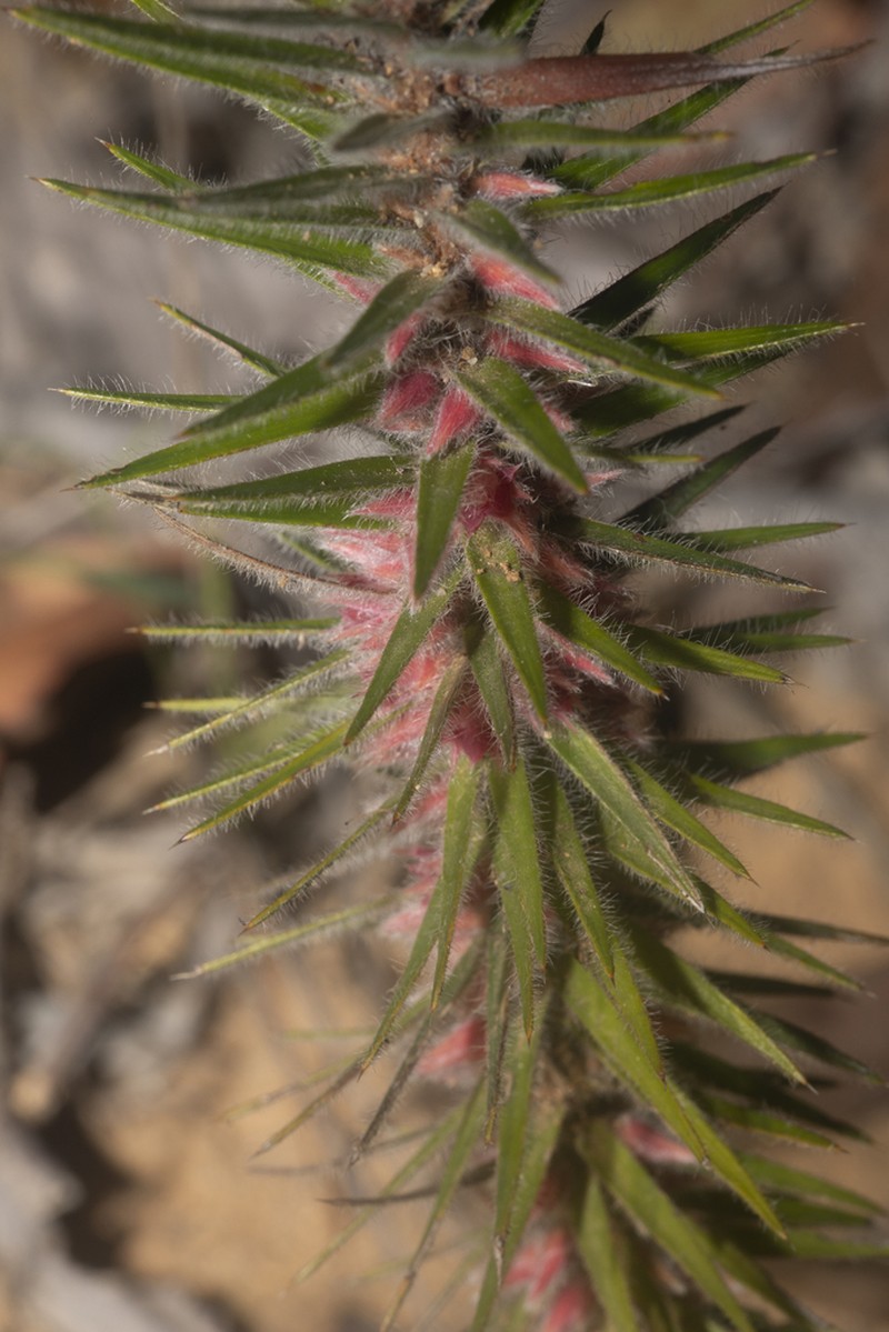 Melichrus hirsutus photo 2