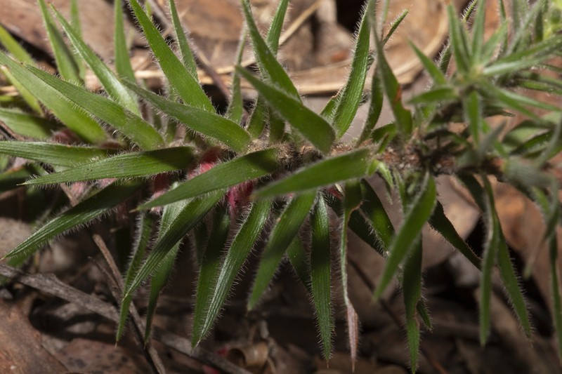Melichrus hirsutus photo 3