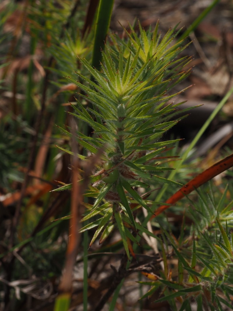 Melichrus hirsutus photo 4
