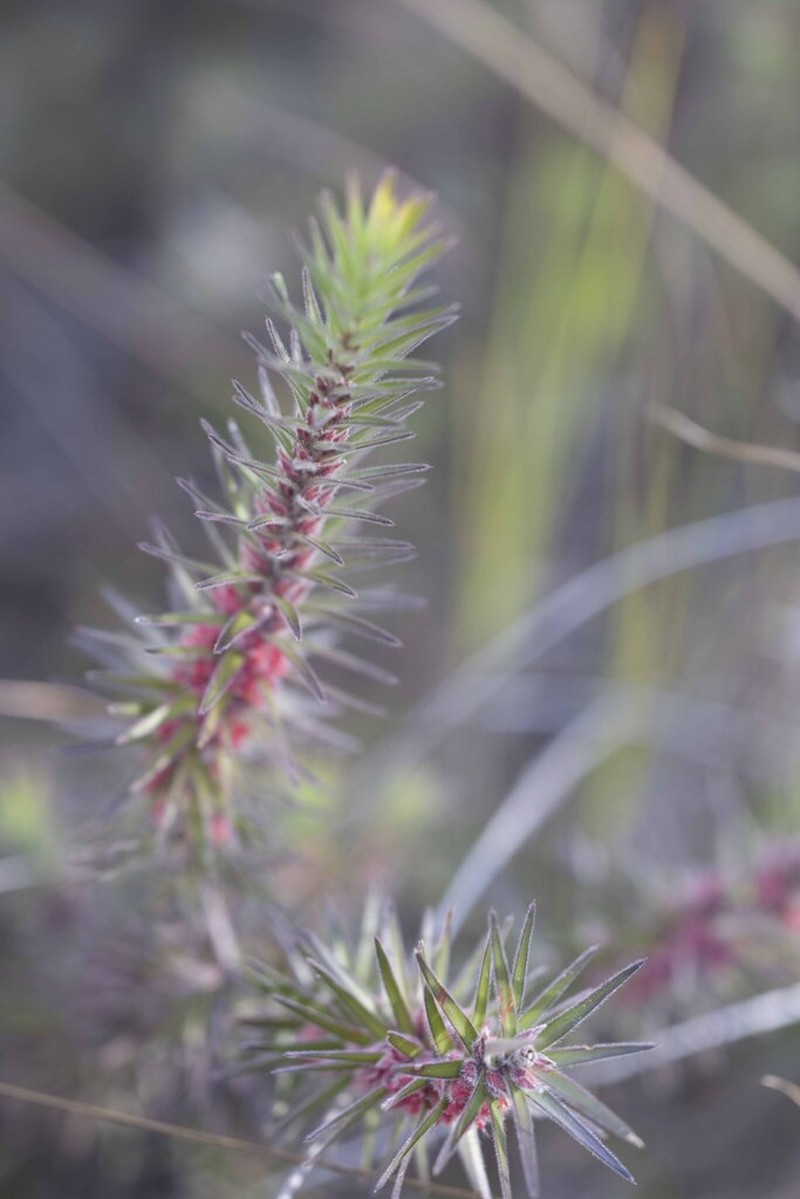 Melichrus hirsutus photo 5