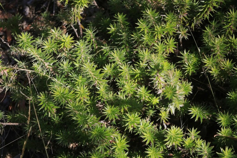 Melichrus hirsutus photo 6