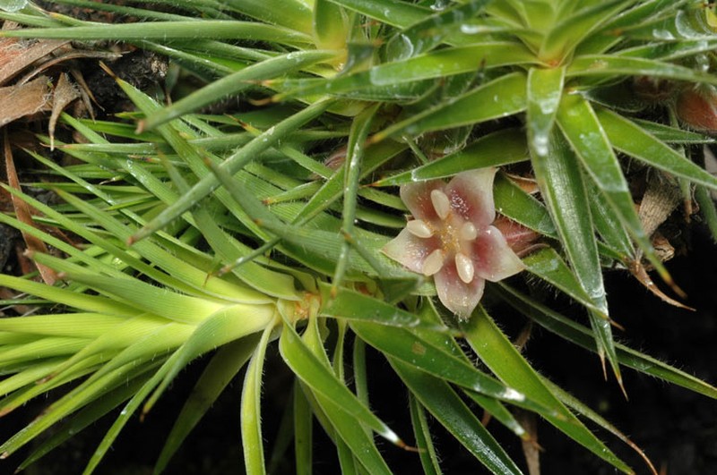 Melichrus procumbens