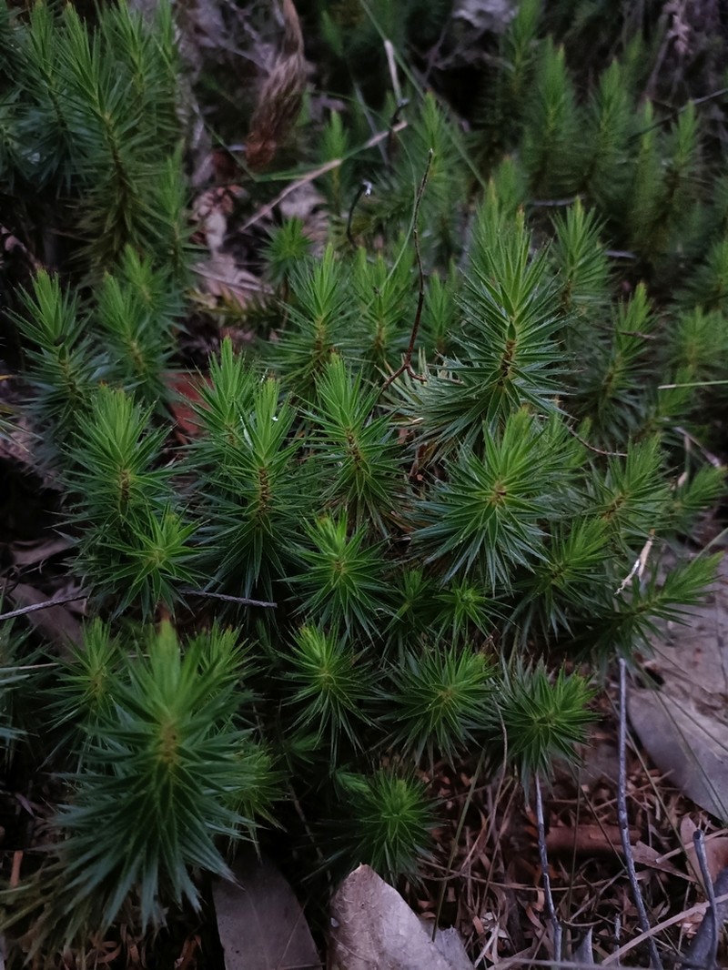 Melichrus procumbens photo 2