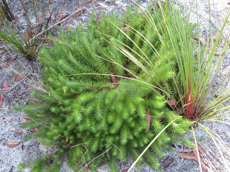 Melichrus procumbens photo 3