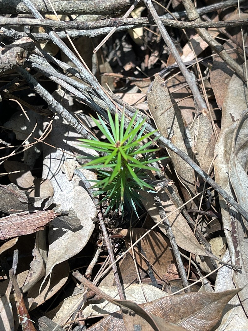 Melichrus procumbens photo 4