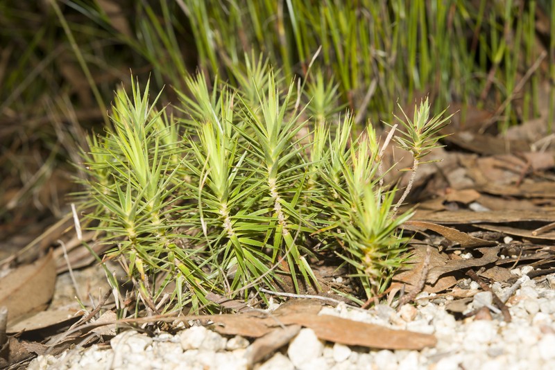 Melichrus procumbens photo 5