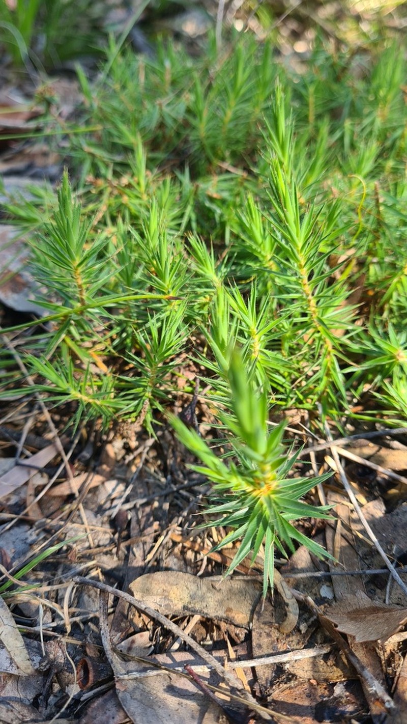 Melichrus procumbens photo 6