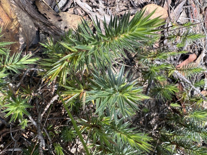 Melichrus procumbens photo 7