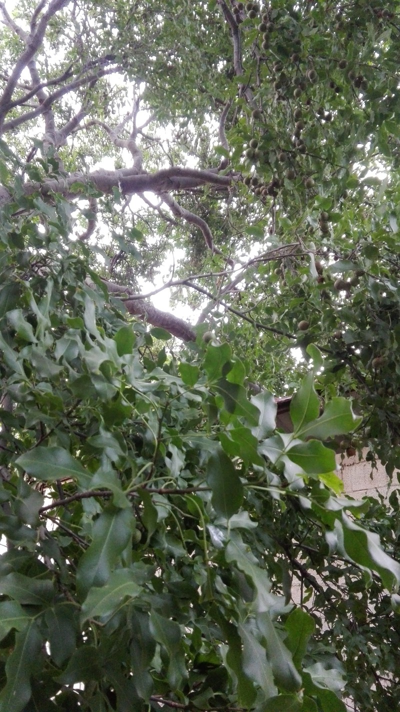 Spanish Lime photo 3