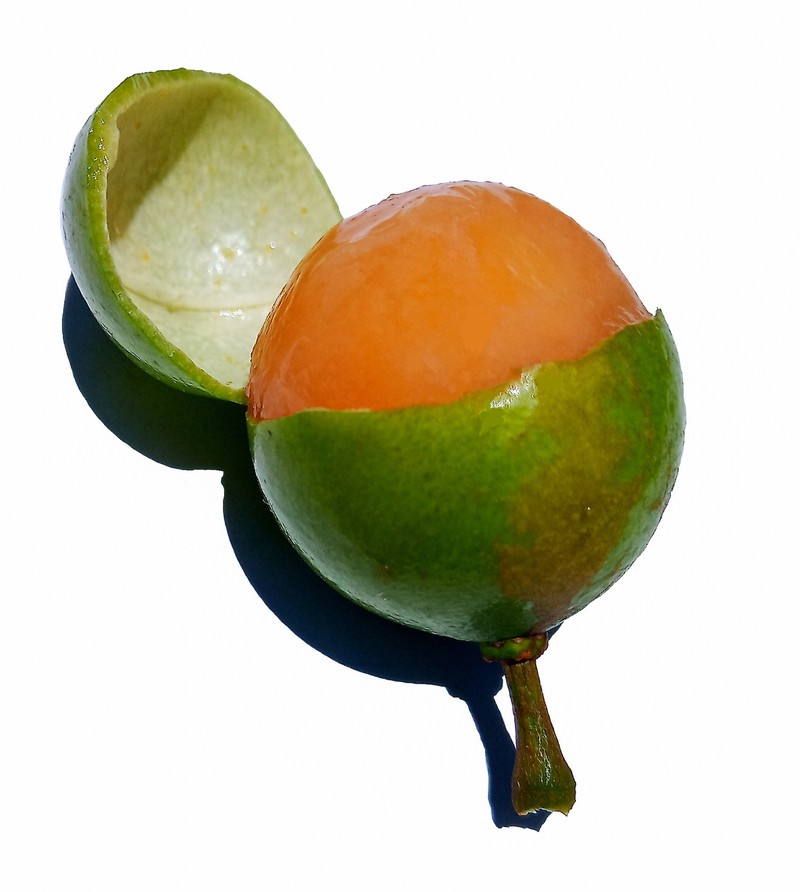 Spanish Lime photo 4
