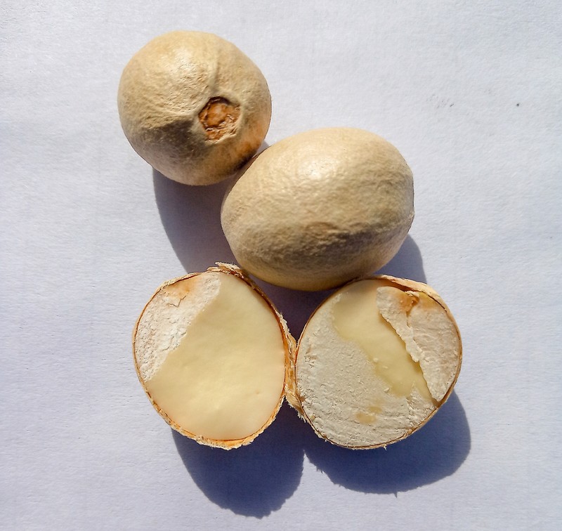 Spanish Lime photo 2