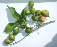 Spanish Lime