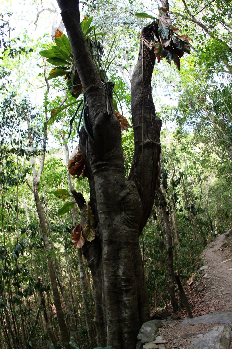 Spanish Lime photo 5