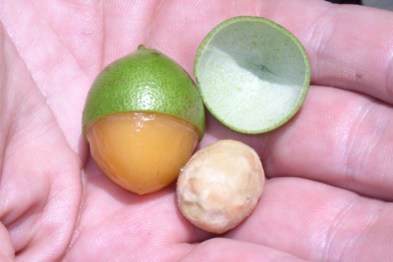 Spanish Lime photo 6