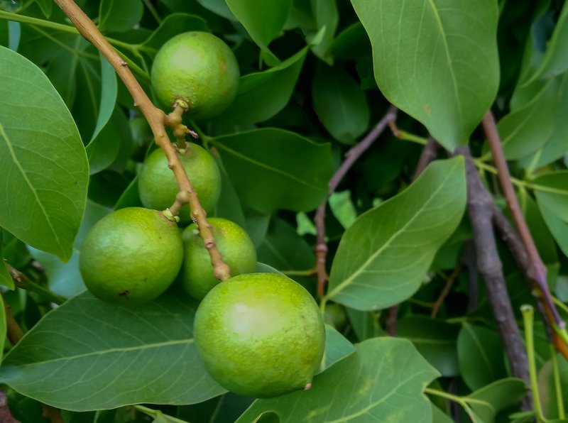 Spanish Lime photo 7
