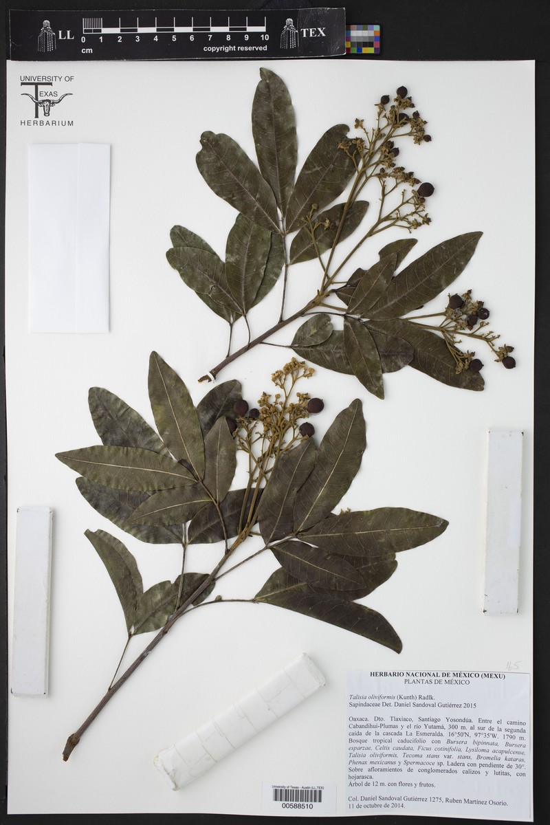 Melicoccus oliviformis subsp. oliviformis