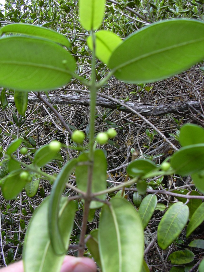 Auwahi Melicope photo 7