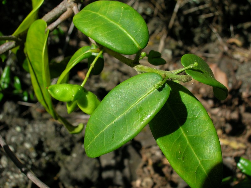 Auwahi Melicope photo 3