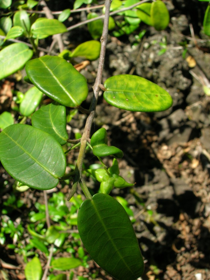Auwahi Melicope photo 4