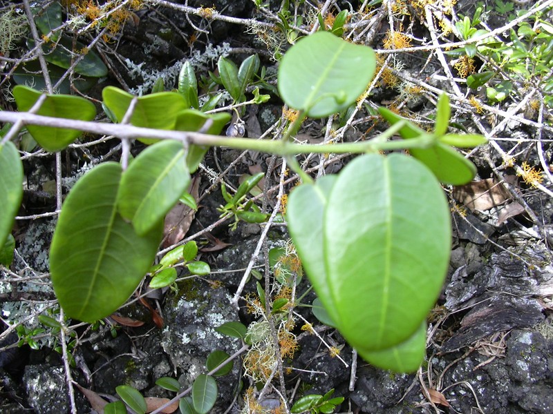 Auwahi Melicope photo 6