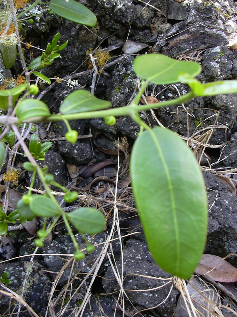 Auwahi Melicope photo 7