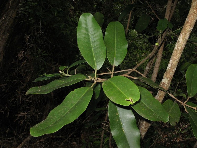 Mokihana photo 3