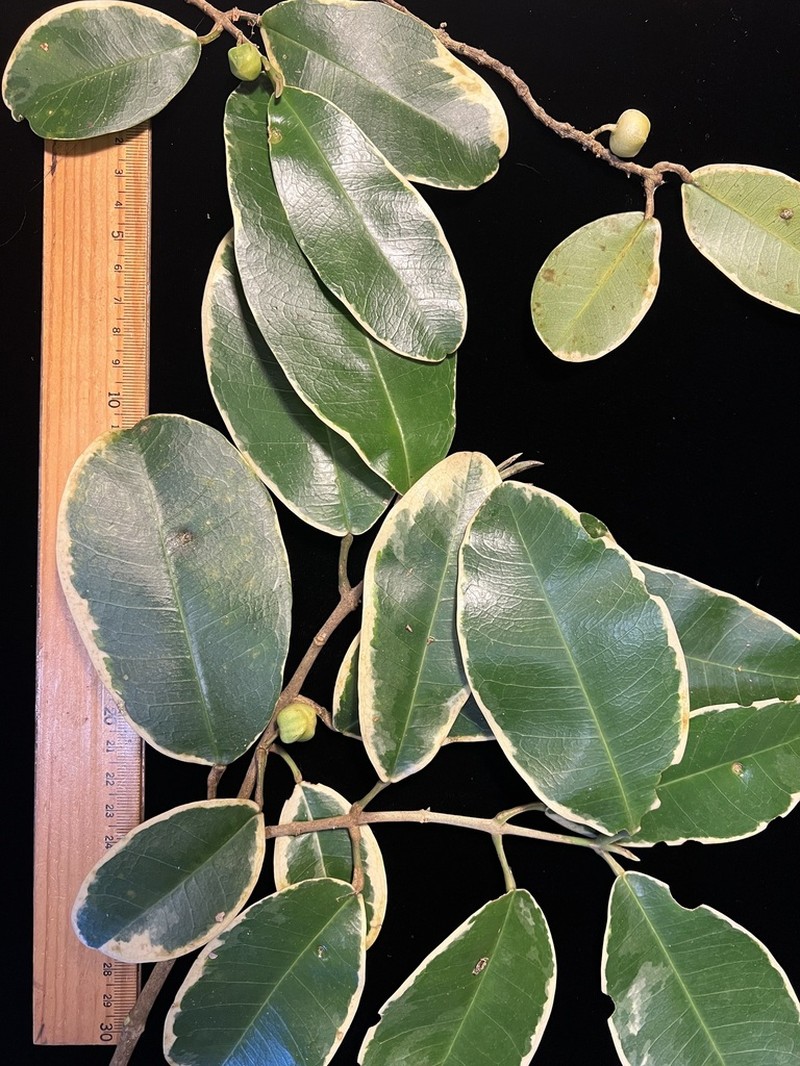 Mokihana photo 4