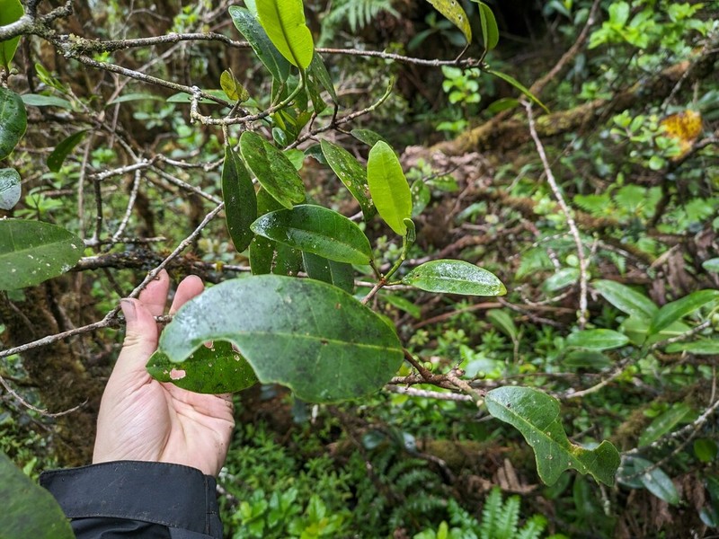 Mokihana photo 5