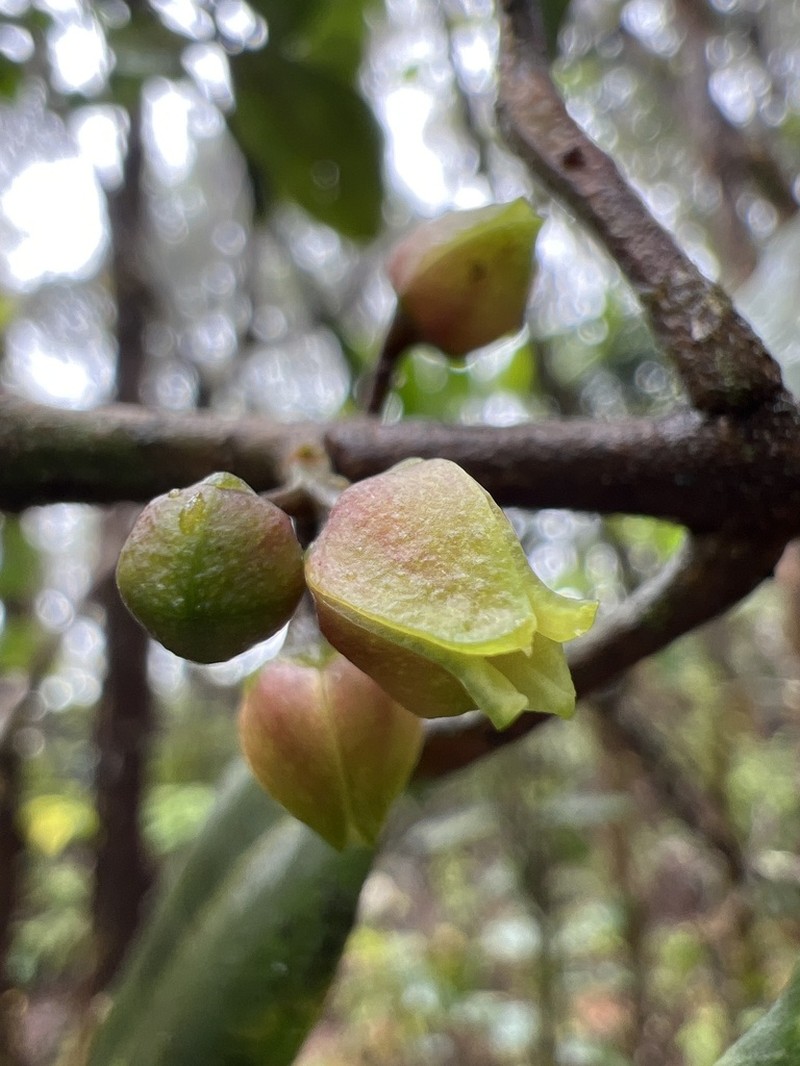 Mokihana photo 6