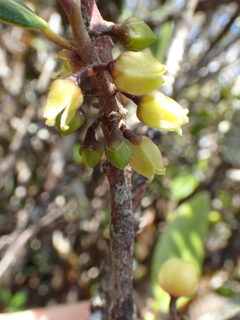 Mokihana photo 7