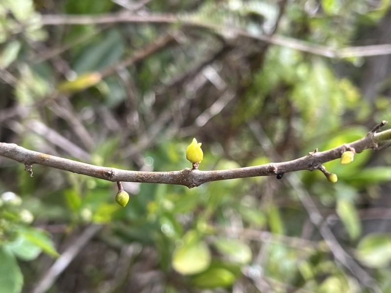 Mokihana photo 8
