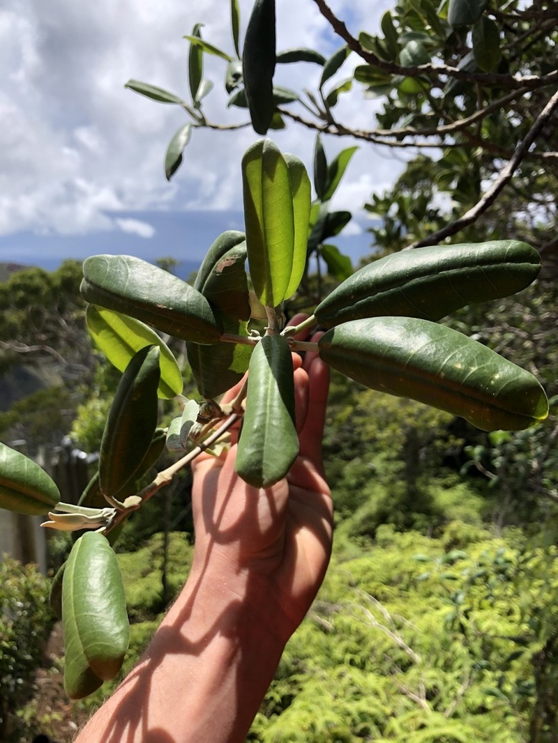 Uahiapele photo 2