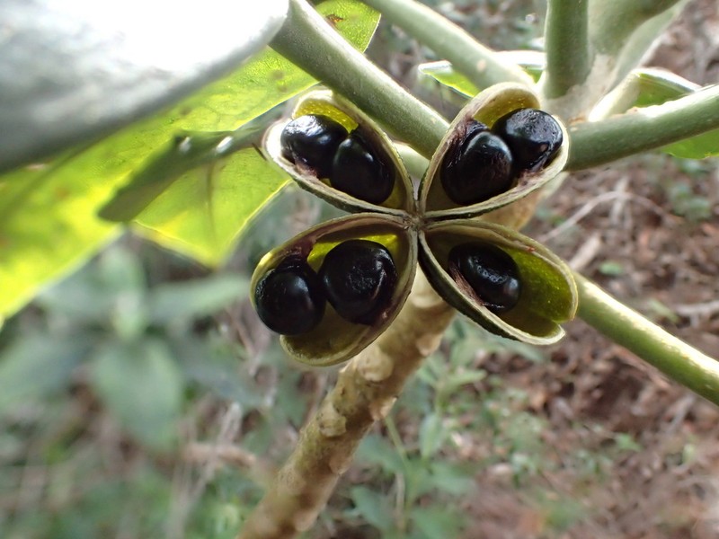 Uahiapele photo 4