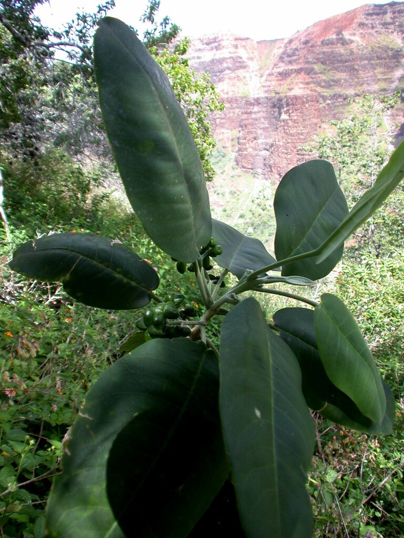 Uahiapele photo 5