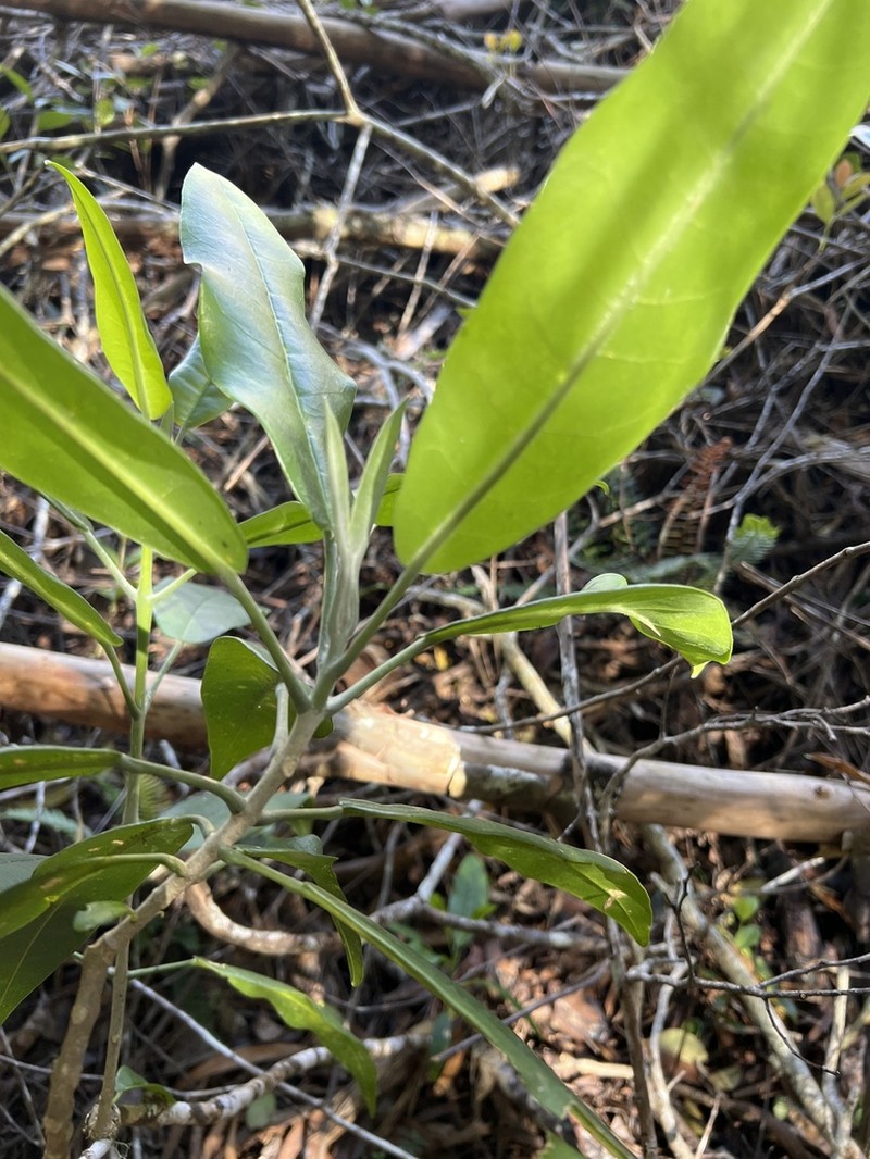 Uahiapele photo 7