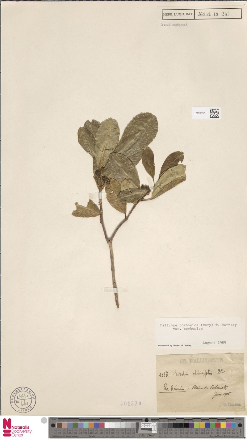 Melicope borbonica var. borbonica