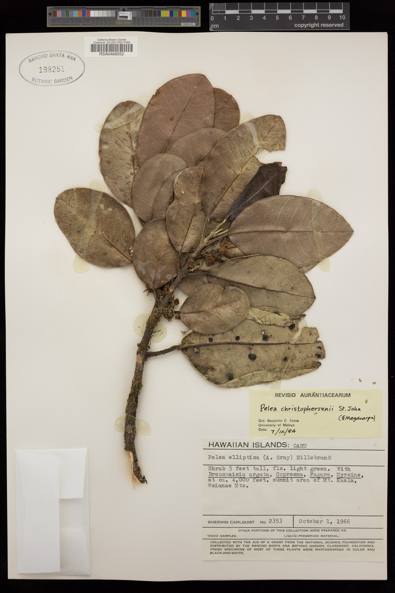 Waianae Range Melicope