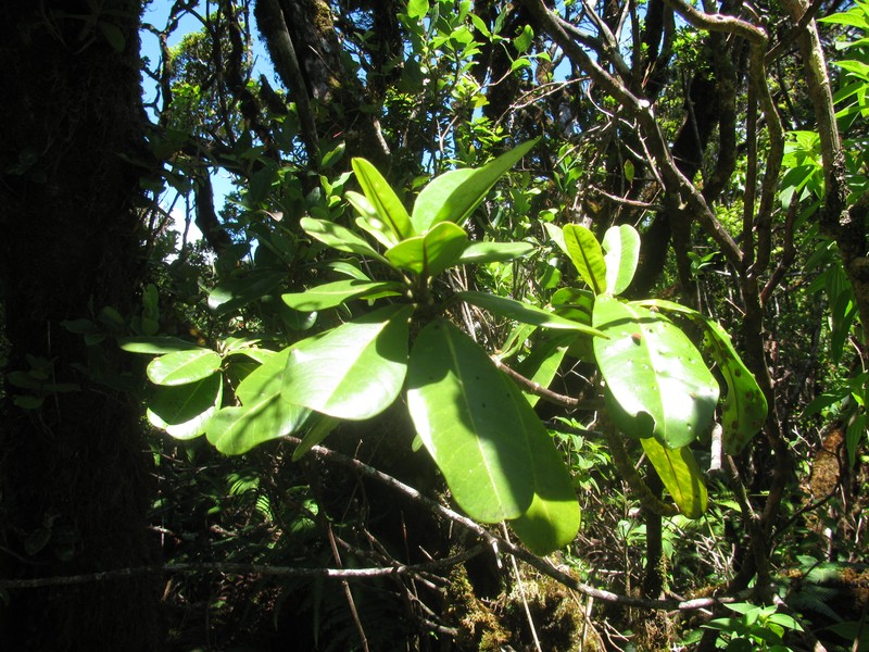 Kukaemoa photo 3