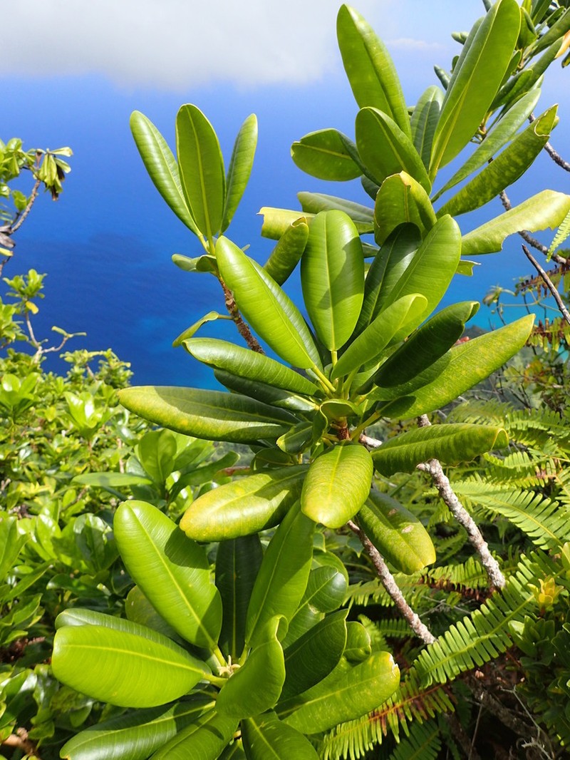 Kukaemoa