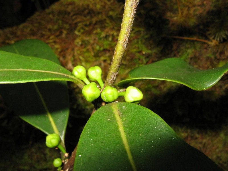 Kukaemoa photo 2