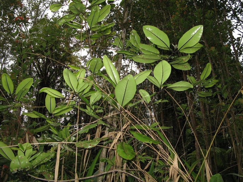 Kukaemoa photo 3