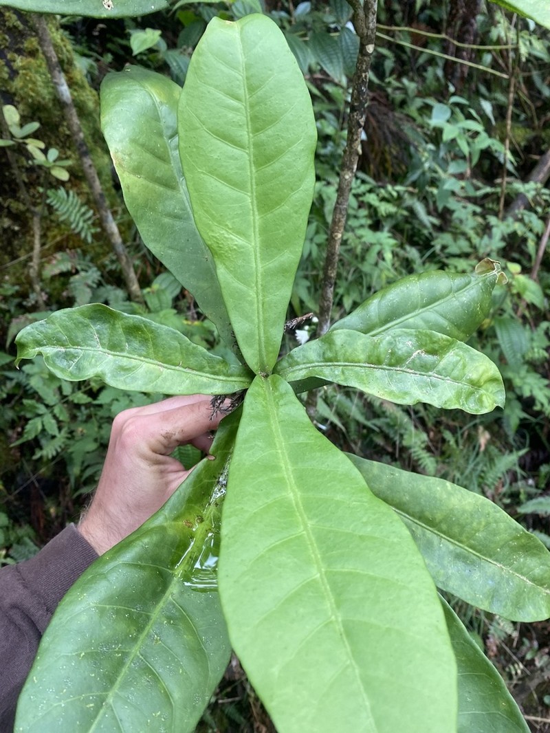 Melicope cornuta