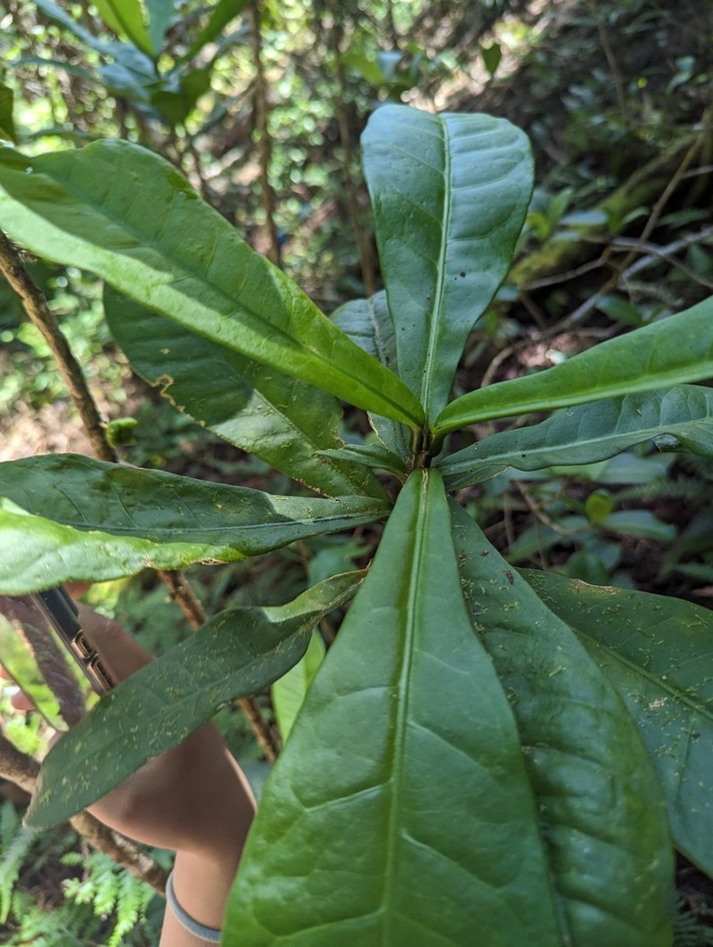 Melicope cornuta photo 3