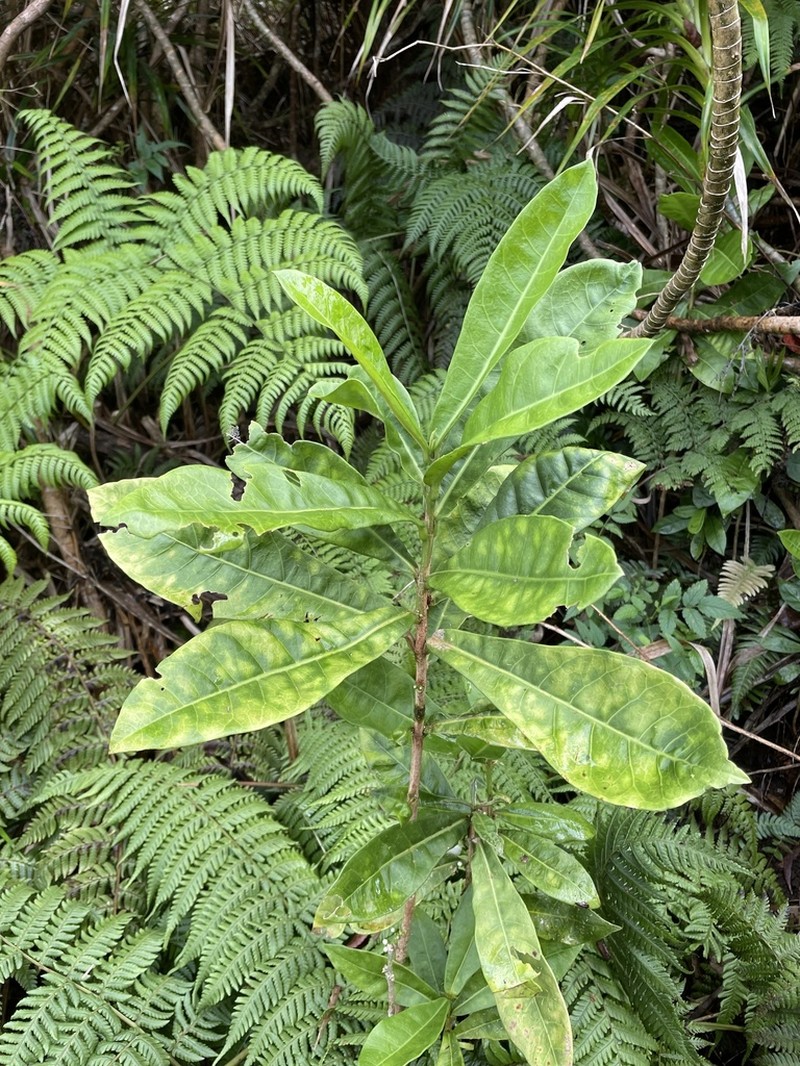 Melicope cornuta photo 4