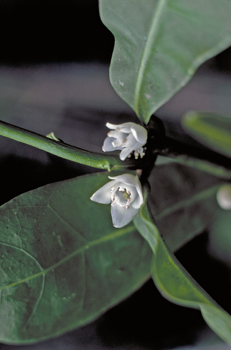 Melicope cornuta var. decurrens