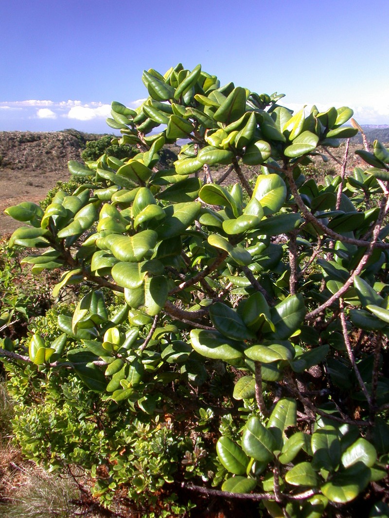Pilo 'Ula